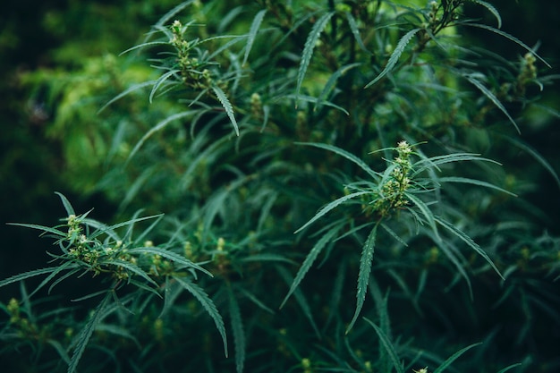 葉の治療と薬用大麻代替医療と緑のマリファナ植物