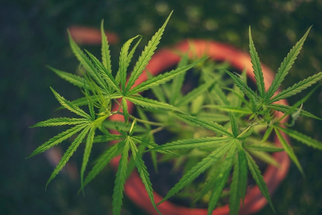 写真 温室内の緑のマリファナの木の麻薬性ハーブ植物大麻の葉で作られた大麻原油農場
