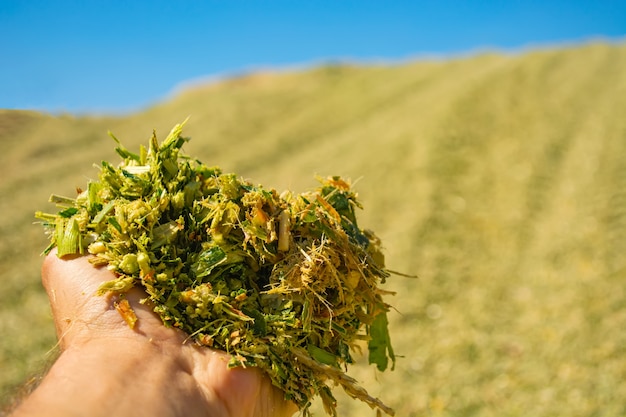 Green mass of corn silage during placement in the pit