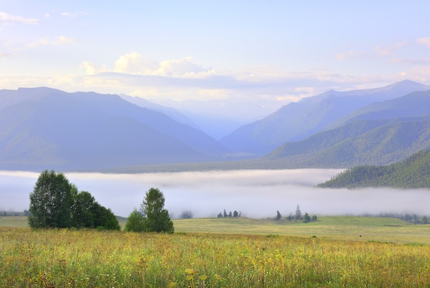아침 하늘 아래 푸른 산의 배경에 녹색 초원. 러시아 시베리아