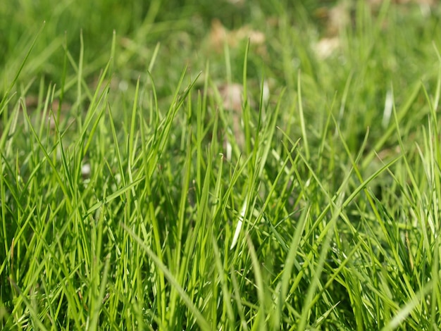 Green meadow background