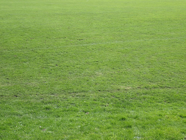 Green meadow background