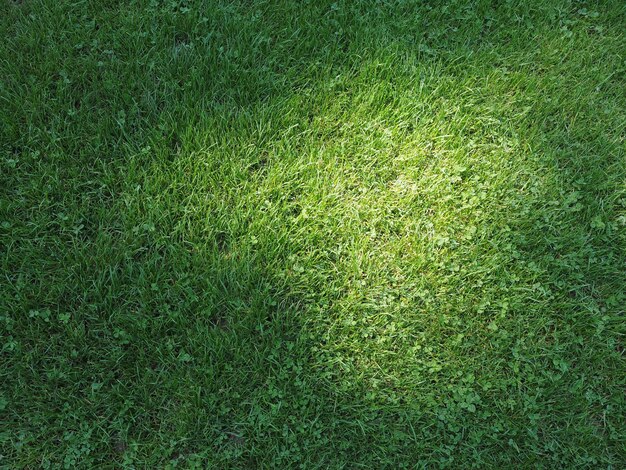 Green meadow background