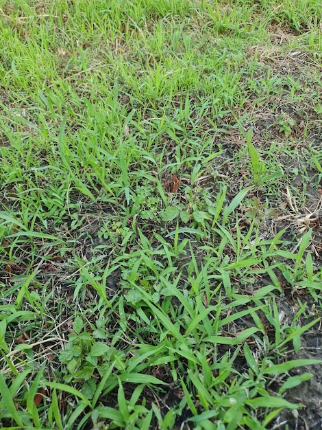 Green meadow background