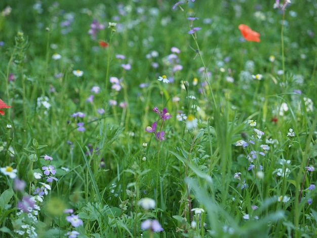 Green meadow background