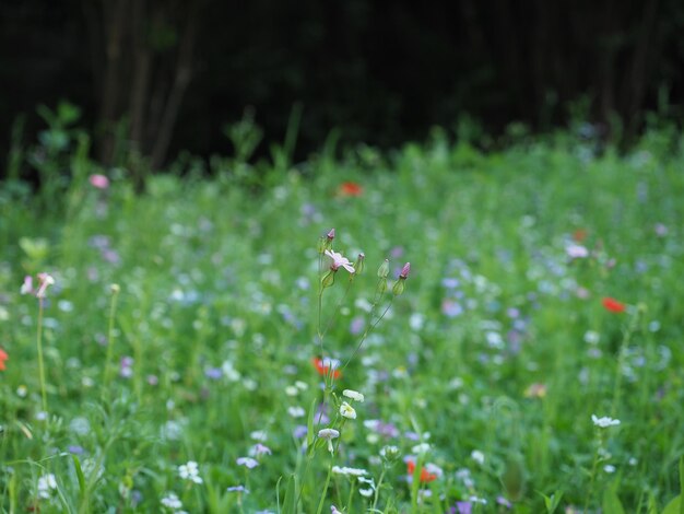 Green meadow background