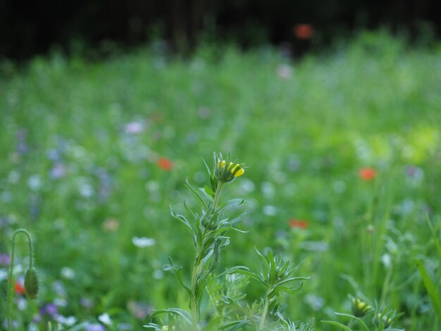 Green meadow background