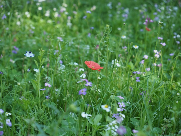 Green meadow background