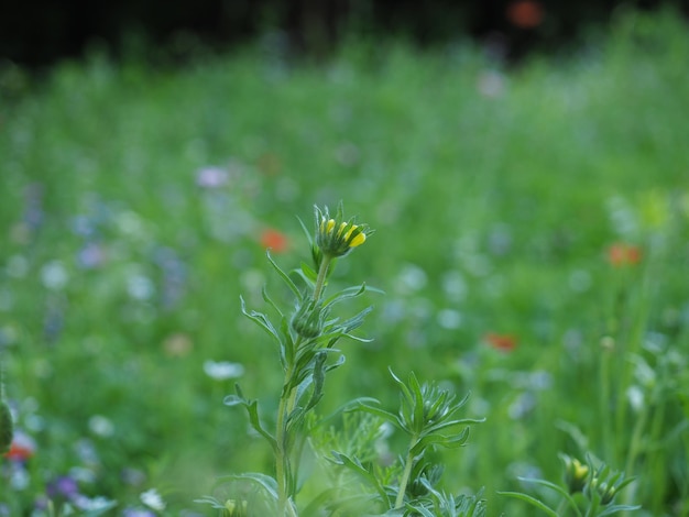 Green meadow background