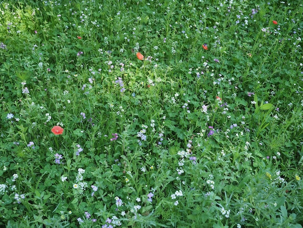 緑の牧草地の背景