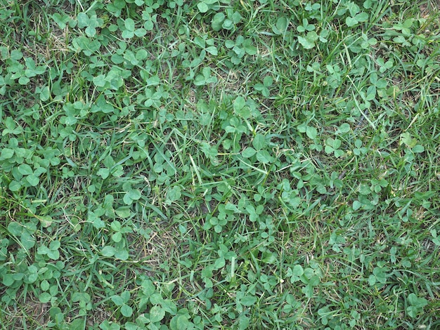 Green meadow background