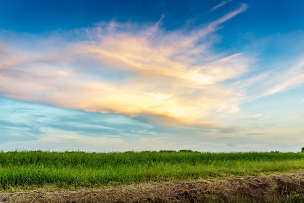 The Green Meadow and Beautiful Sky in Sunset Time