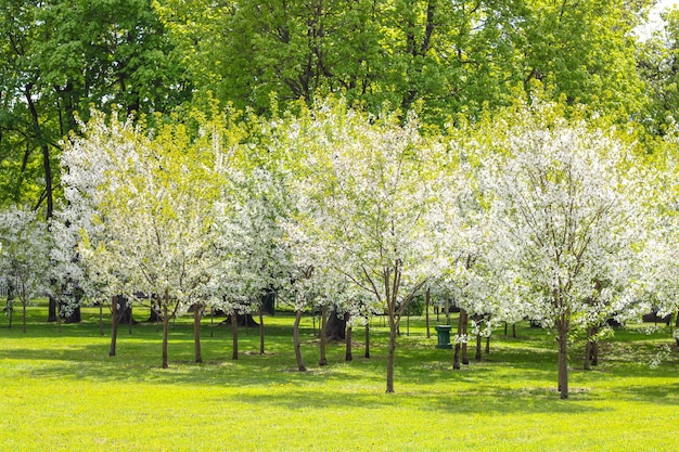 Green meadow and blooming apple trees