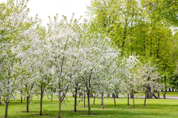 Green meadow and blooming apple trees