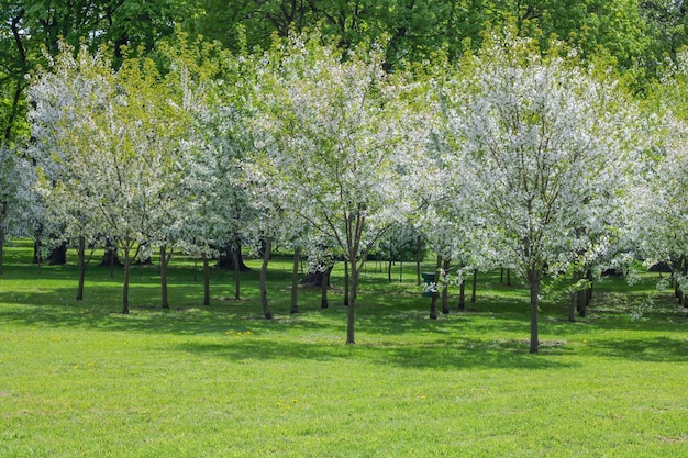 Green meadow and blooming apple trees