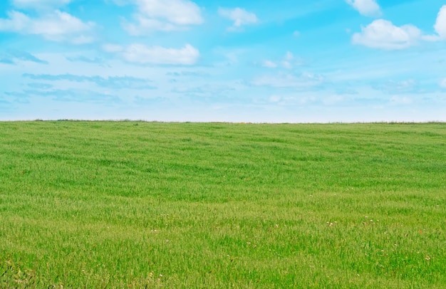 Green meadow and blue cloudy sky