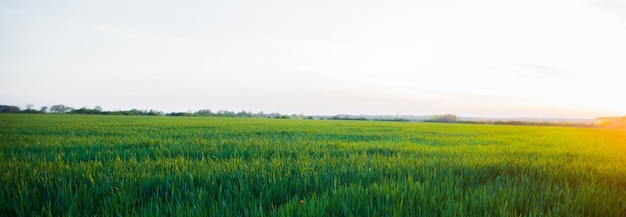 Green meadow under blue sky with clouds Beautiful nature sunset landscape