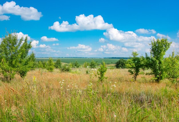 Green meadow and blue sky with clouds in summer