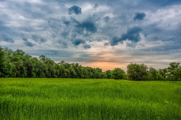 Green meadow under blue sky with clouds