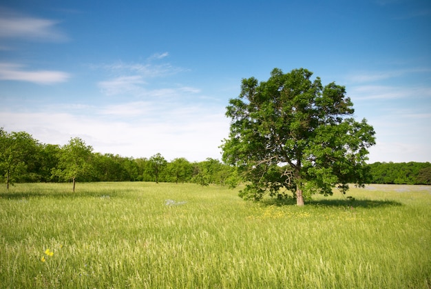 Green meadow and blue sky with lonely tree and forest