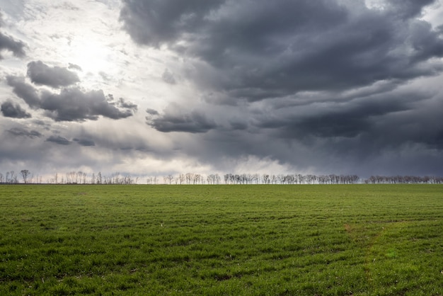 Green meadow and blue sky with trees on a horizon