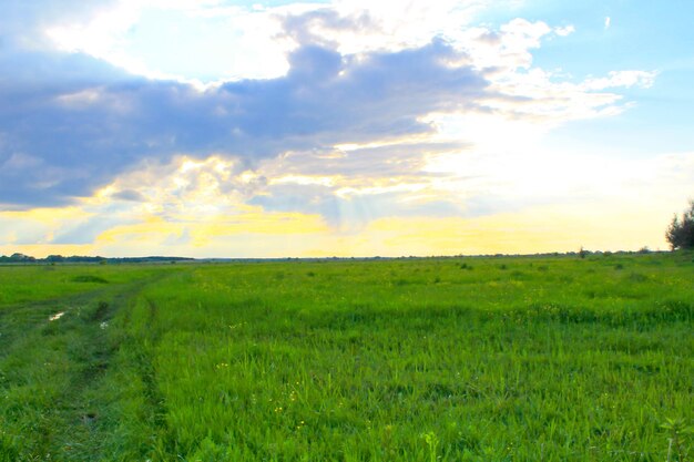 Photo green meadow and blue sky