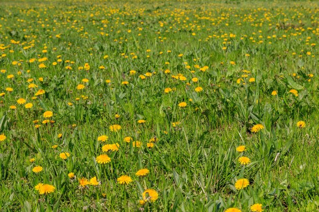 Green meadow covered with yellow dandelions at spring