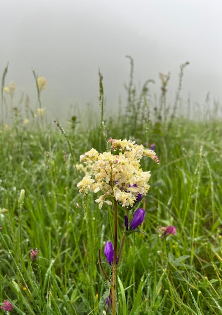 Green meadow in the fog Natural summer landscape Misty fog effect