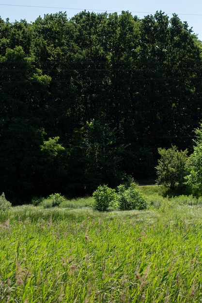 Green meadow in the forest with trees