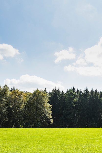 Photo green meadow next to forest