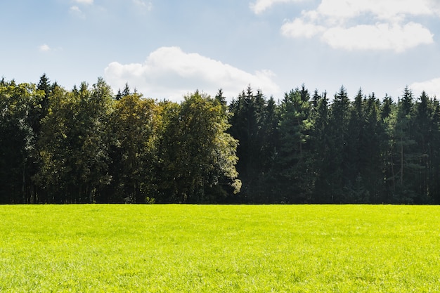 Green meadow next to forest