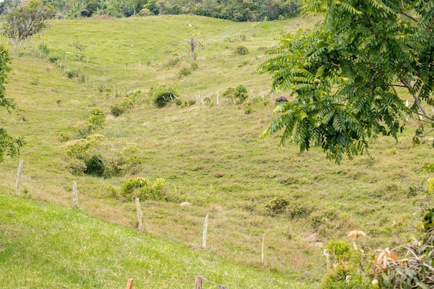 Green meadow full of nature trees and forests