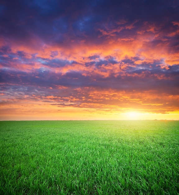 Green meadow of grass Composition of nature