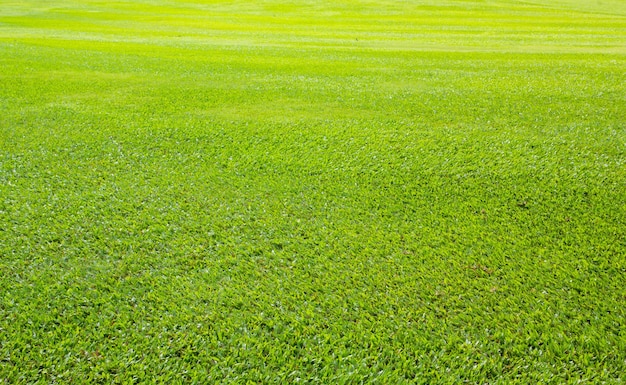 Green meadow grass field from outdoor park