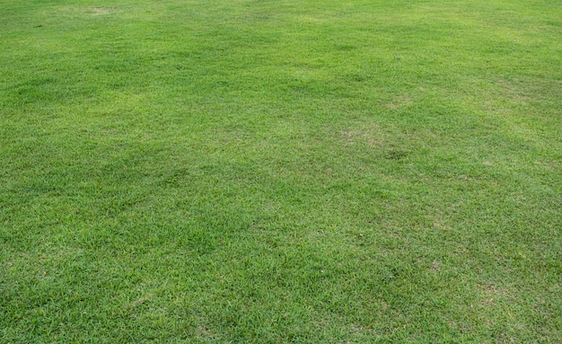 スポーツの背景のための緑の草原の芝生のフィールド
