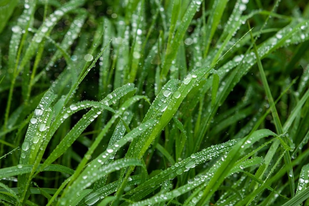 Prato verde erba in gocce di pioggia sfondo naturale ecologia giornata della terra