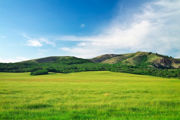 Green meadow in mountain. Composition of nature.