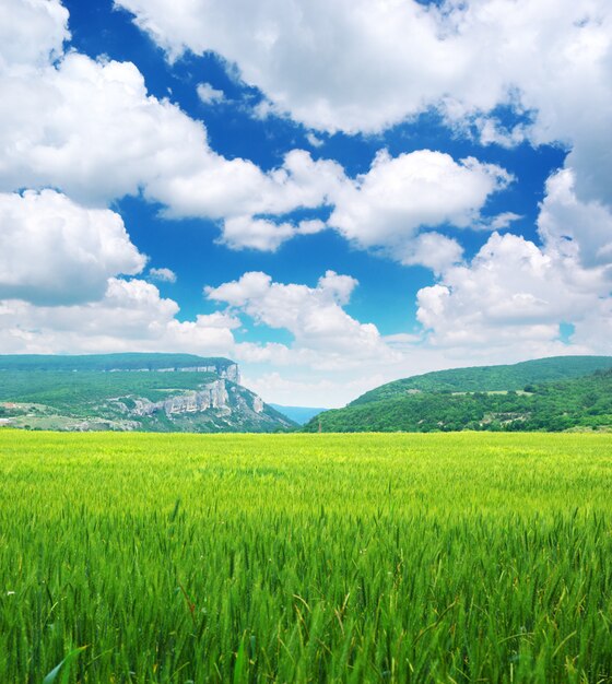 日の山の緑の牧草地