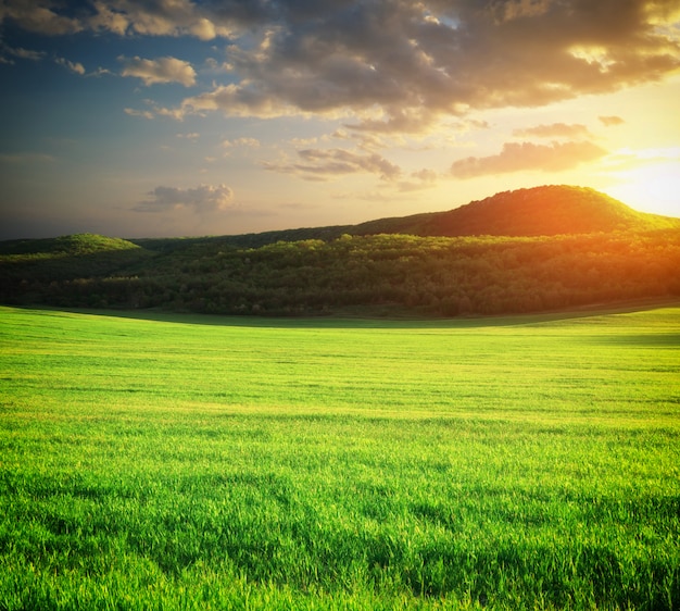 Green meadow in mountain.