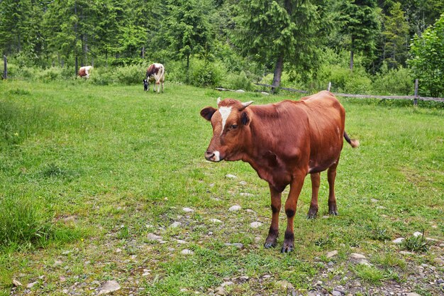 Green meadow in mountains and cows