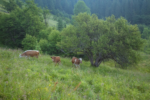 Green meadow in mountains and cows