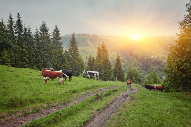 Green meadow in mountains and cows