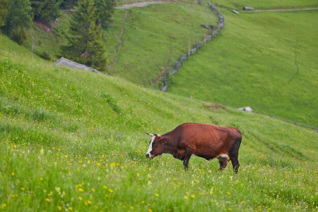 Green meadow in mountains and cows