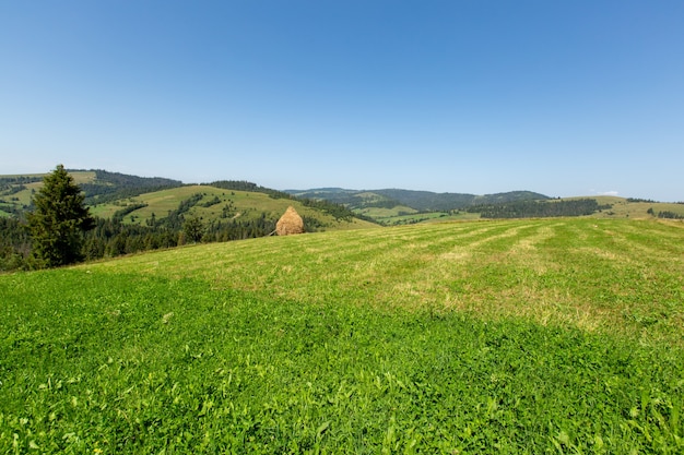 緑の牧草地と刈り取られた草。干し草の収穫。