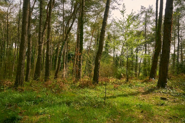 Green meadow in a park in day light