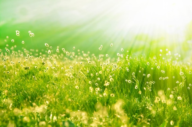 Green meadow in the rays of dawn