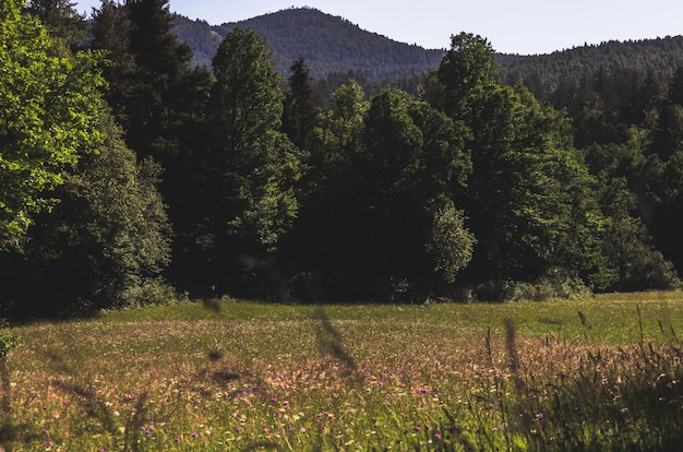 Foto fiori di campo verde in una giornata estiva foto estetica del paesaggio rurale