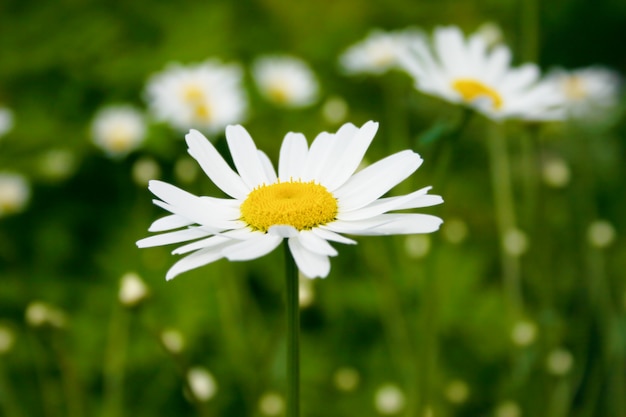 Green meadow with blossoming flowers on a summer day