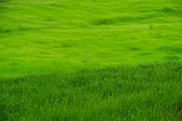 Green meadow with bright juicy and green grass