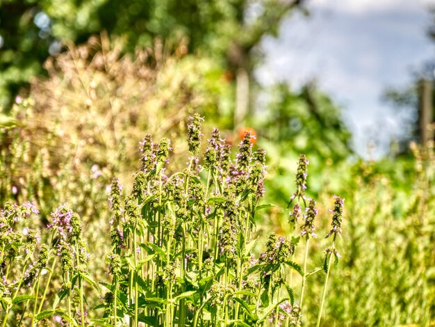 Green meadow with Chinese artichokes in the foreground